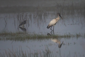 Florida Birds